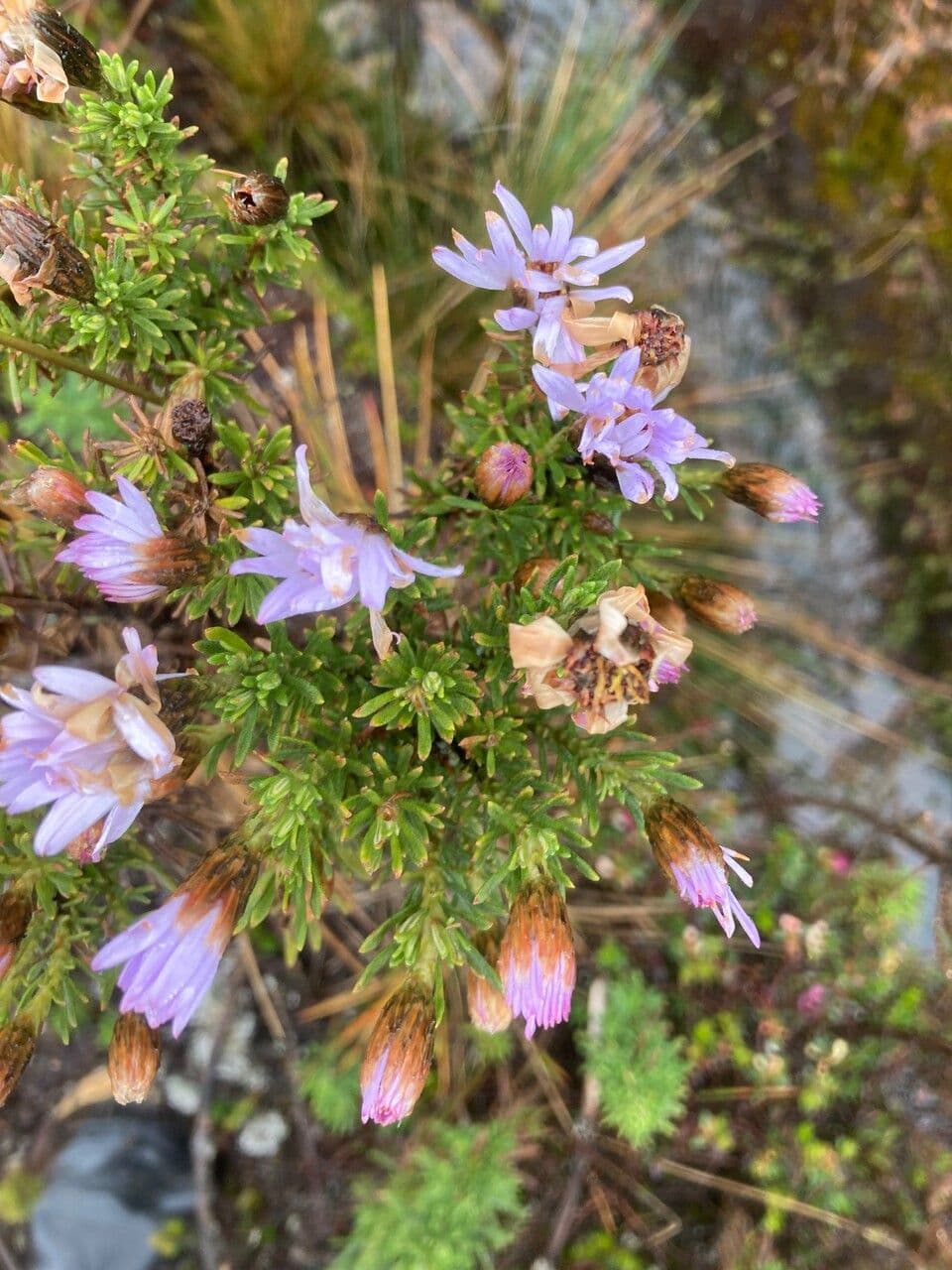 Diplostephium 8