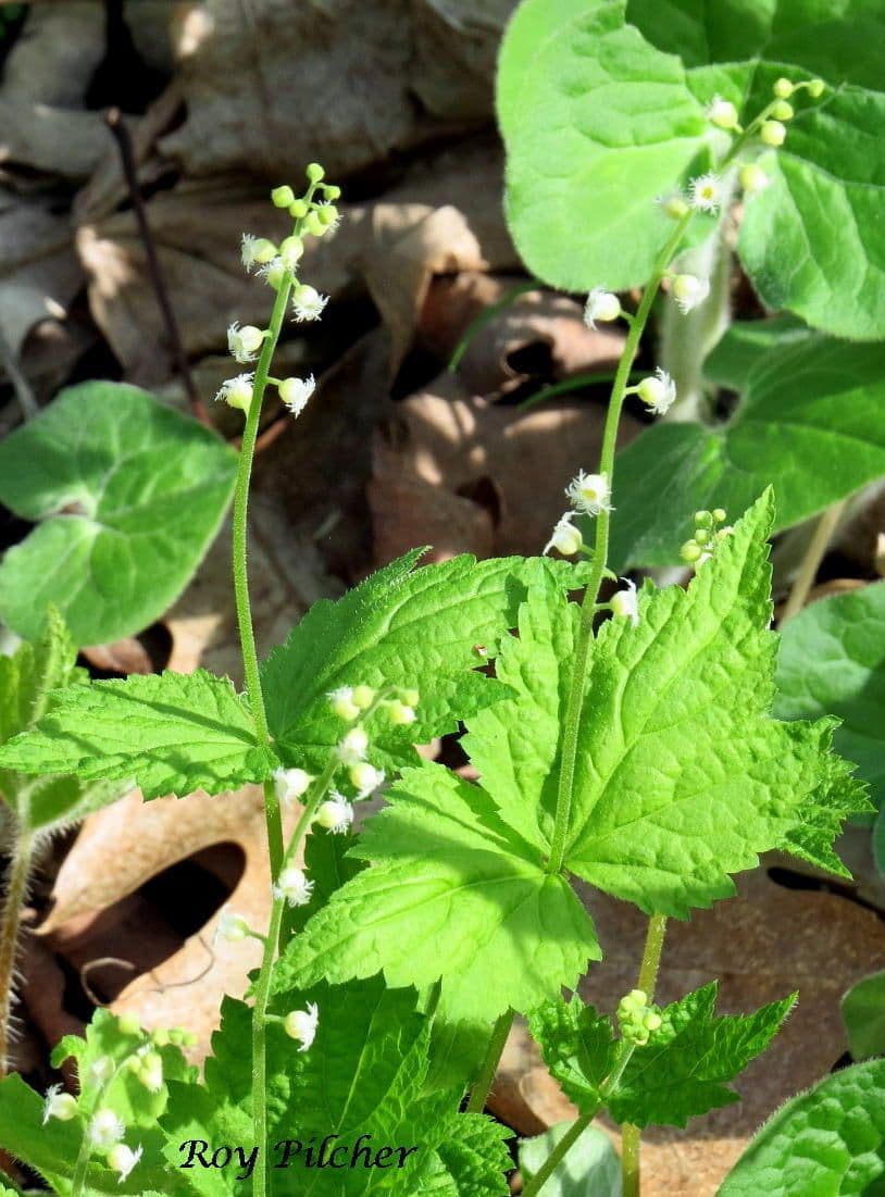 Mitella diphylla 13
