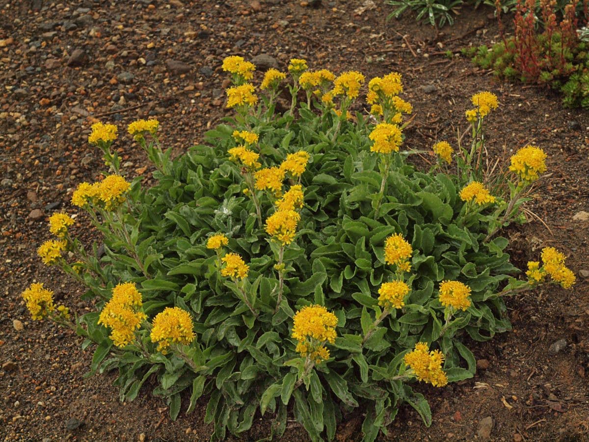 Solidago semplice 6