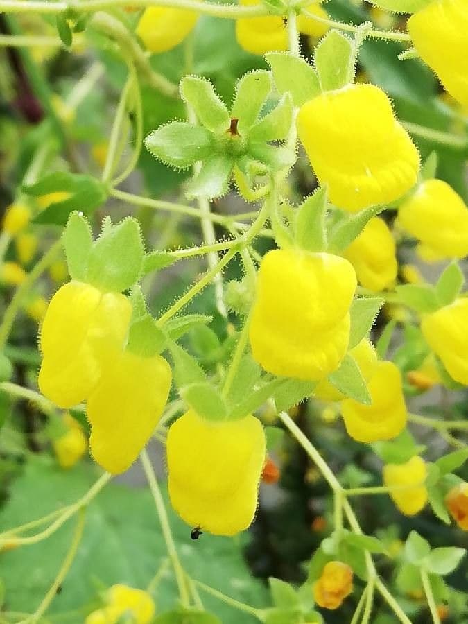 Calceolaria