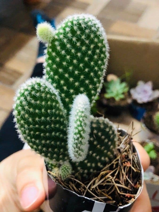 Nopal 7