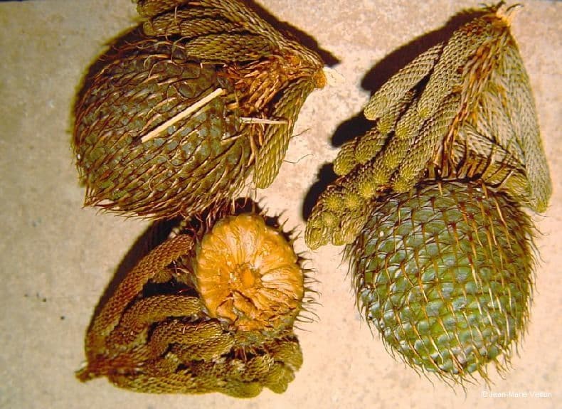 Schmidts Araukarie
