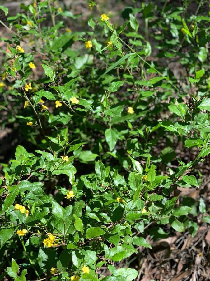 Goodenia ovata 9