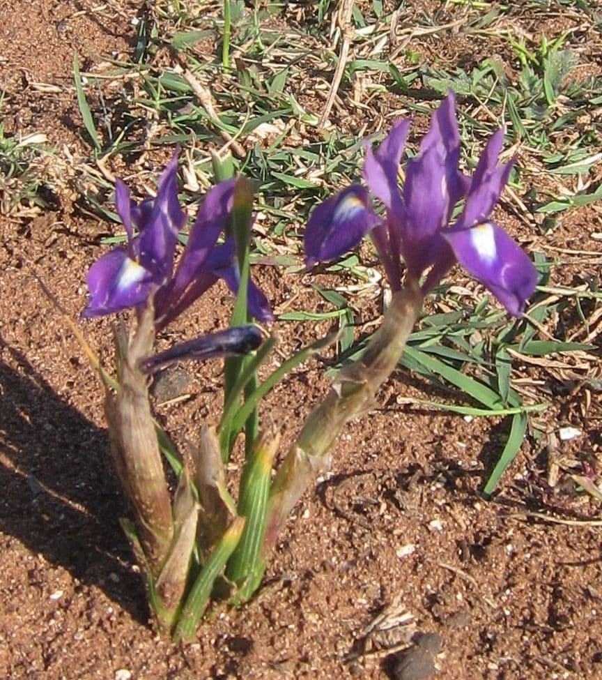 Moraea 10