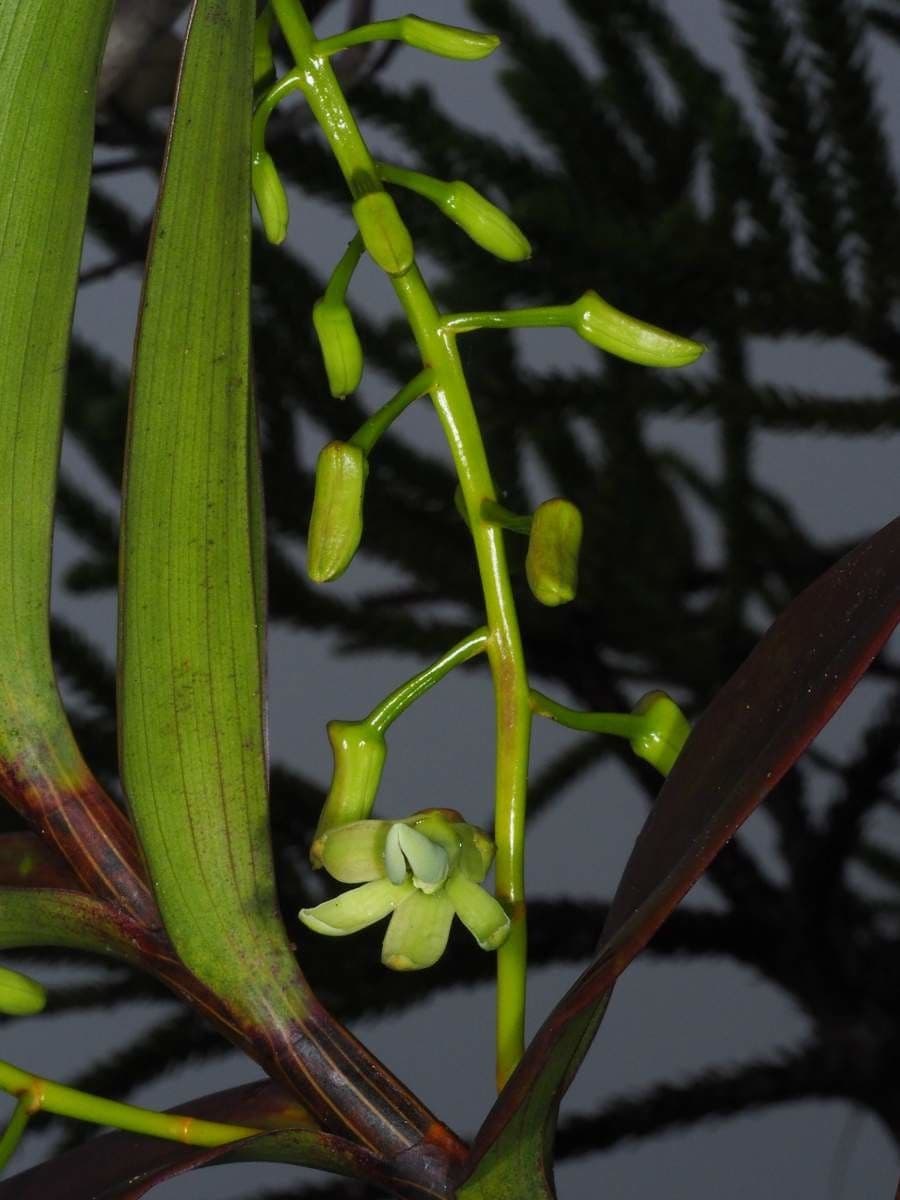 Dendrobium 9