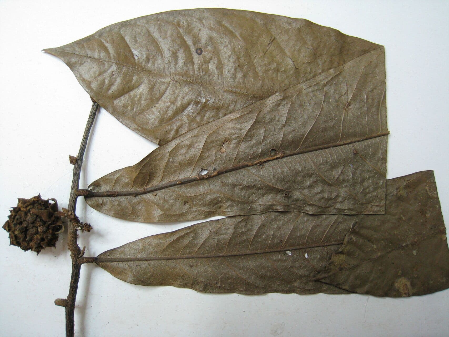Duguetia 6