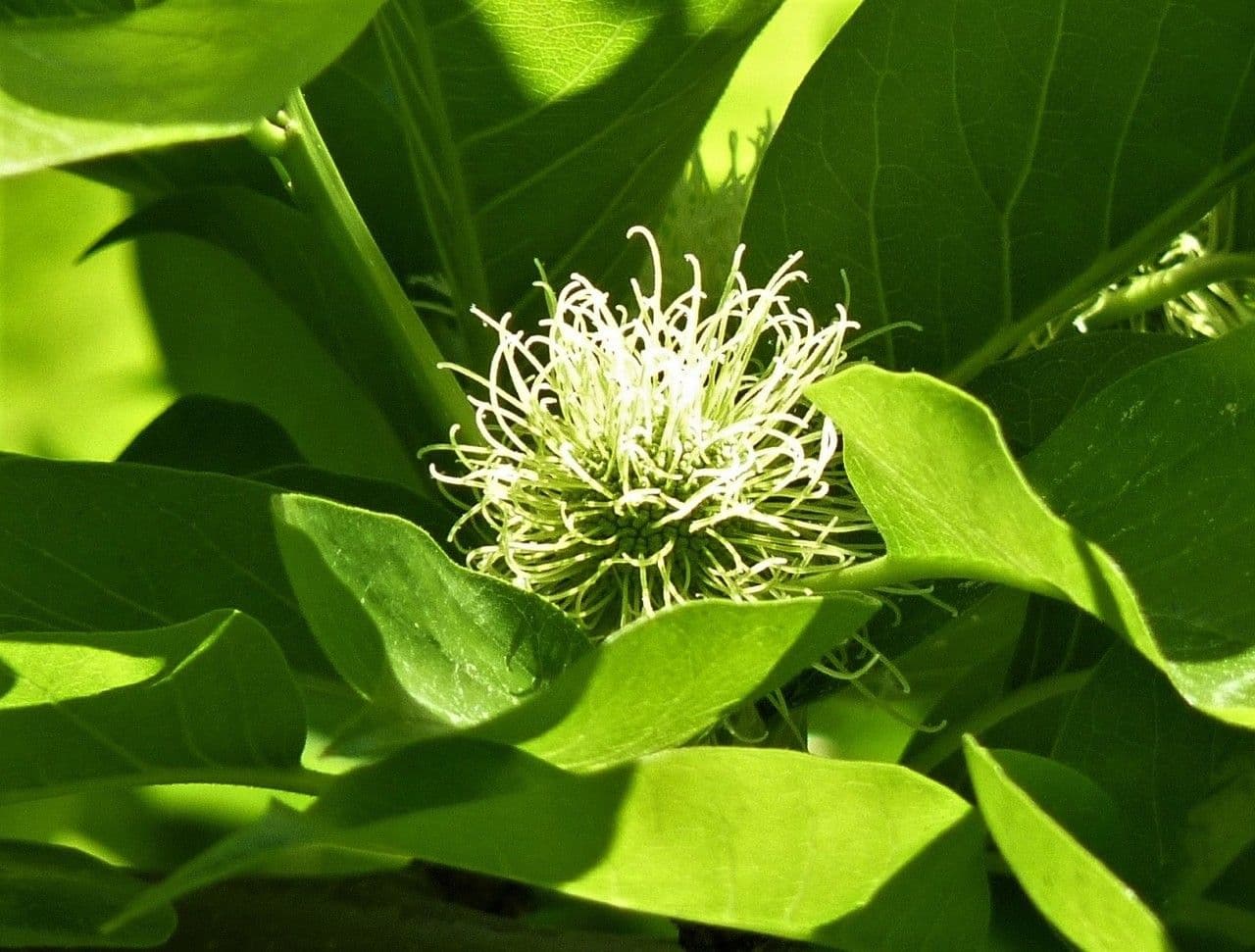 Osagedorn 28