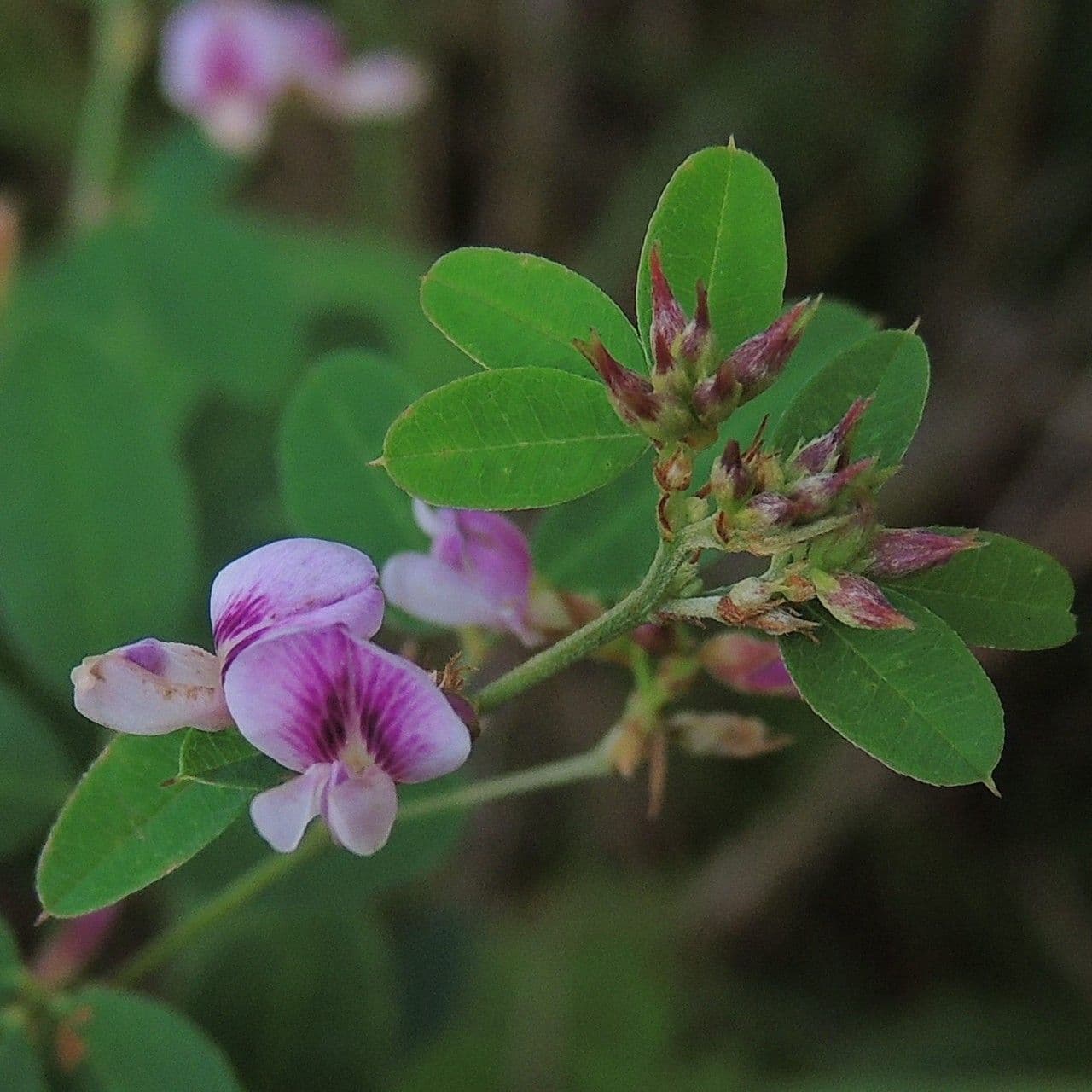Lespedeza violacea 4