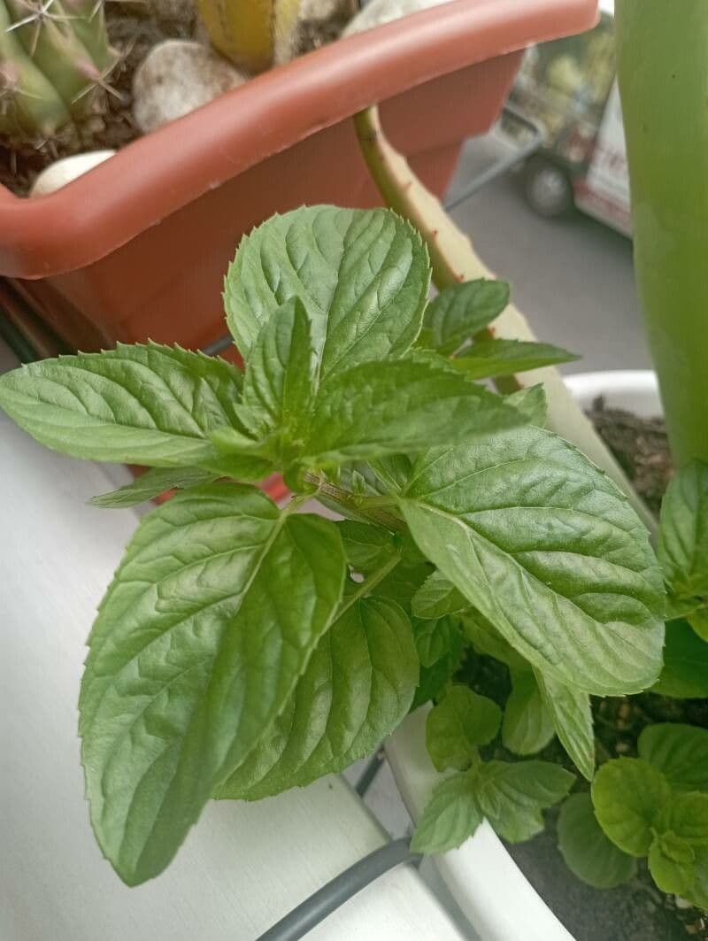 Menta piperita 25