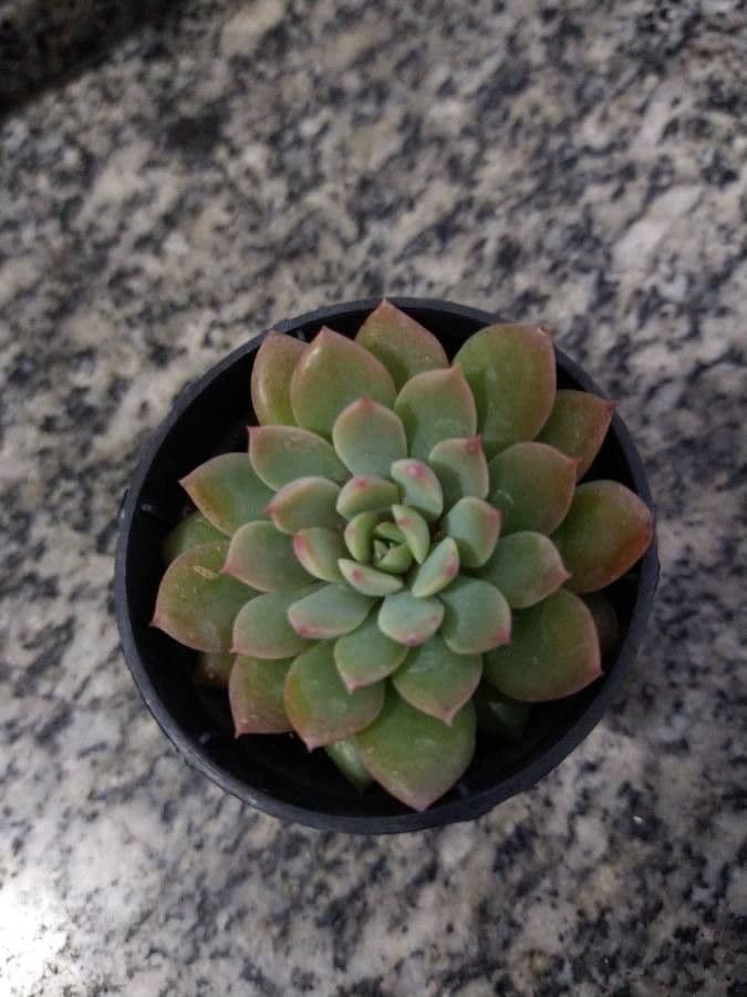 Echeveria 10