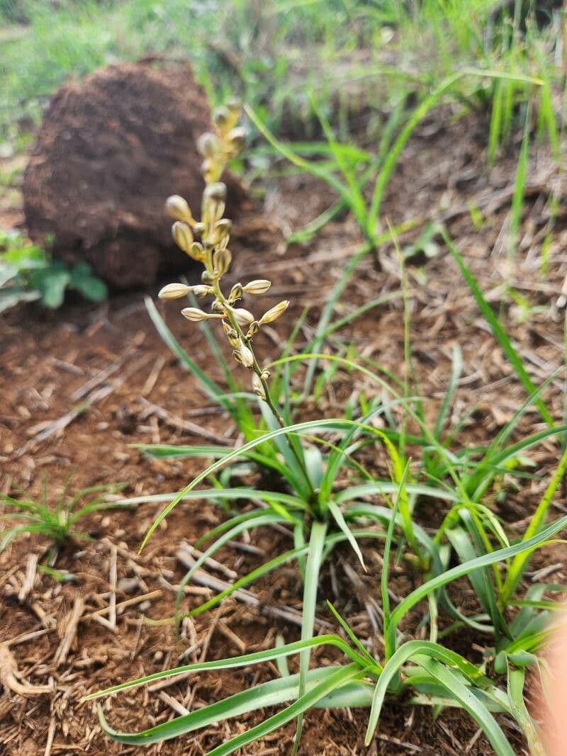 Trachyandra saltii 8