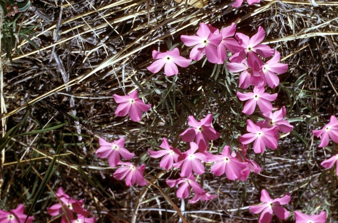 Flogosis 9