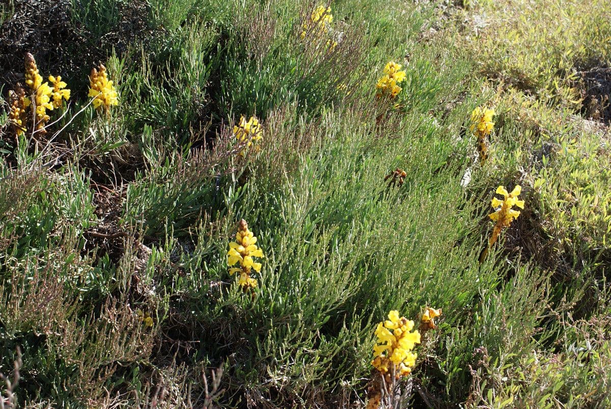 Cistanche 14