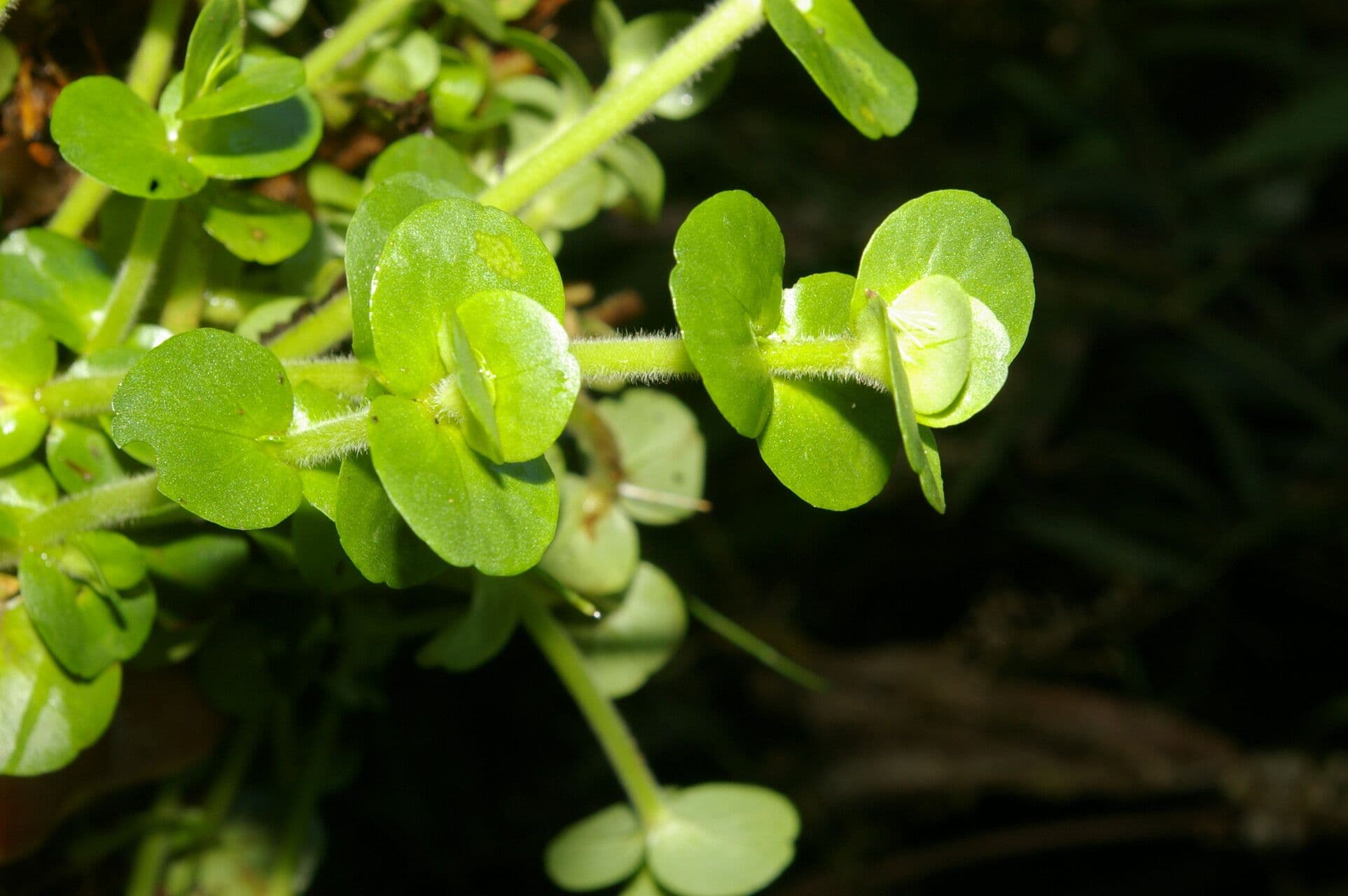 Bacopa salzmannii 12