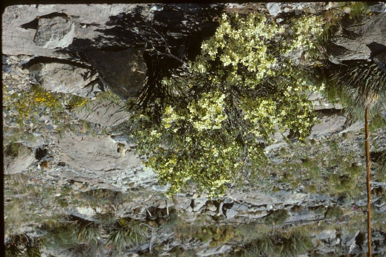 Purshia tridentata 24