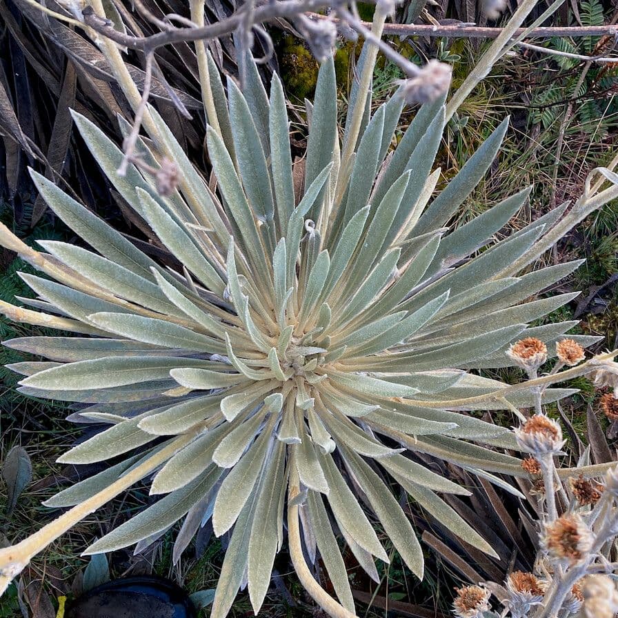 Espeletiopsis 16
