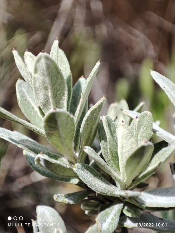Linochilus 15