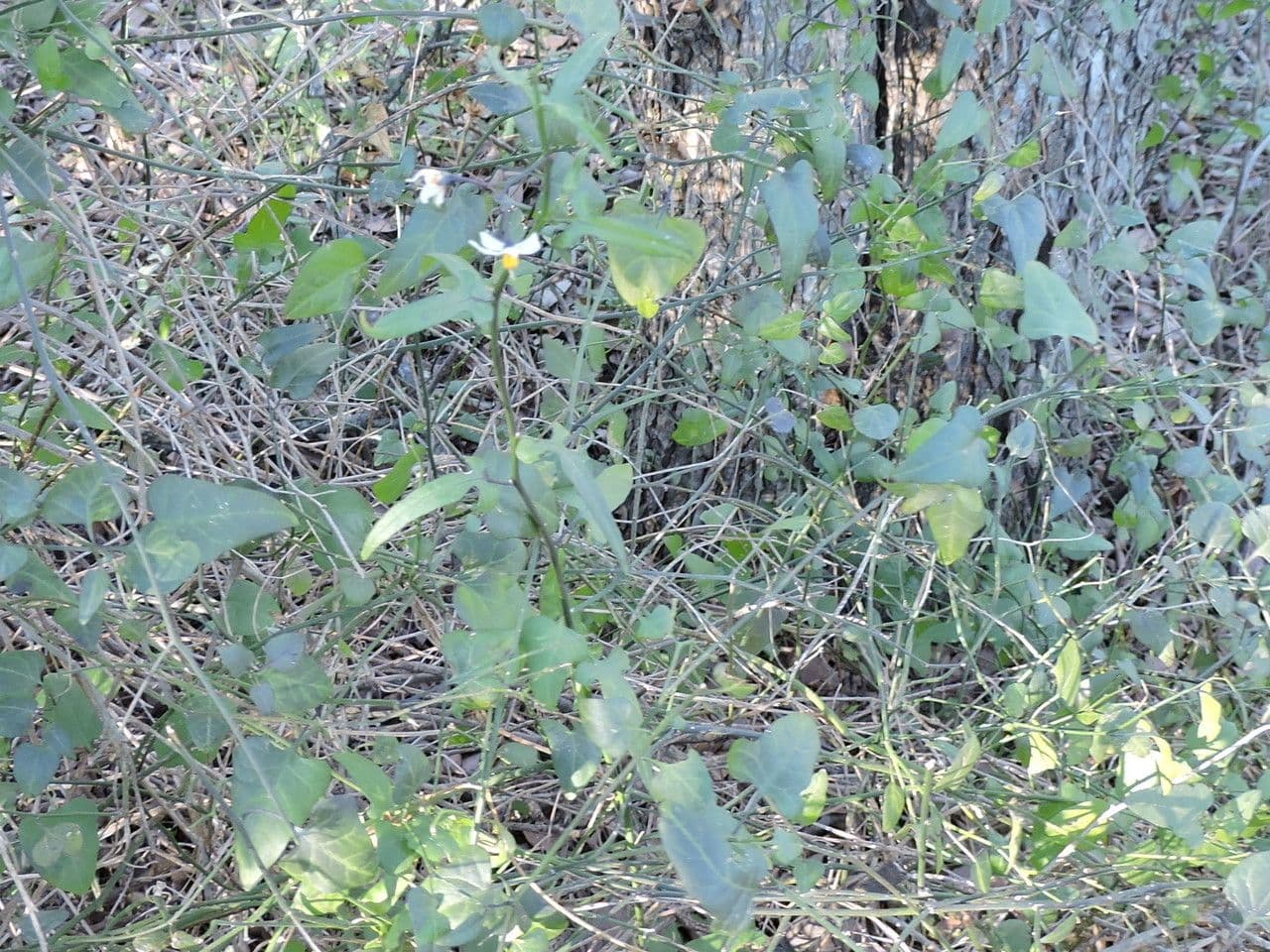 Morella triangolare 9