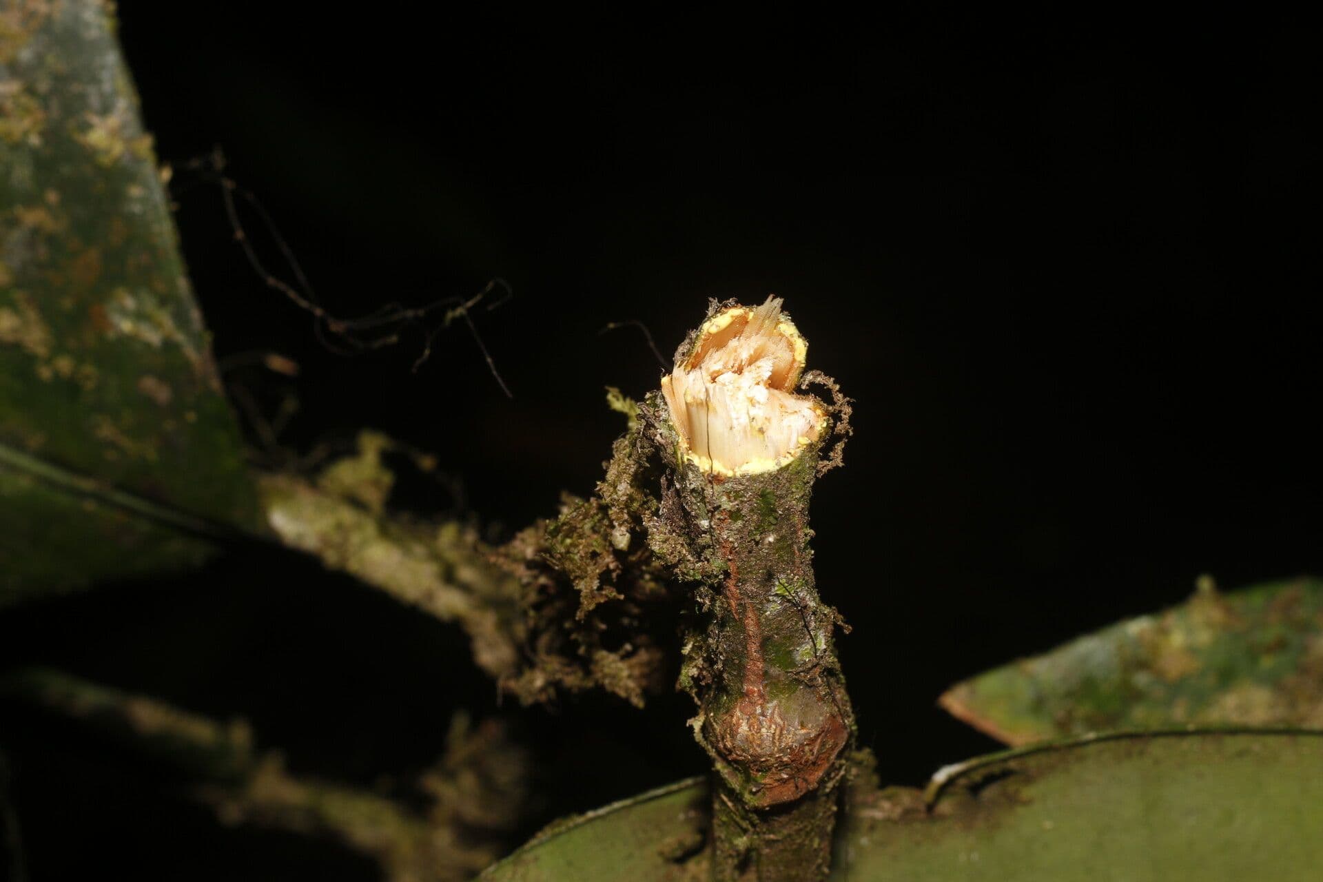 Garcinia