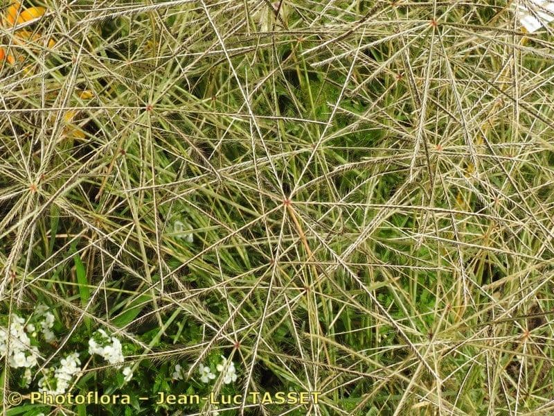 Chloris truncata 3