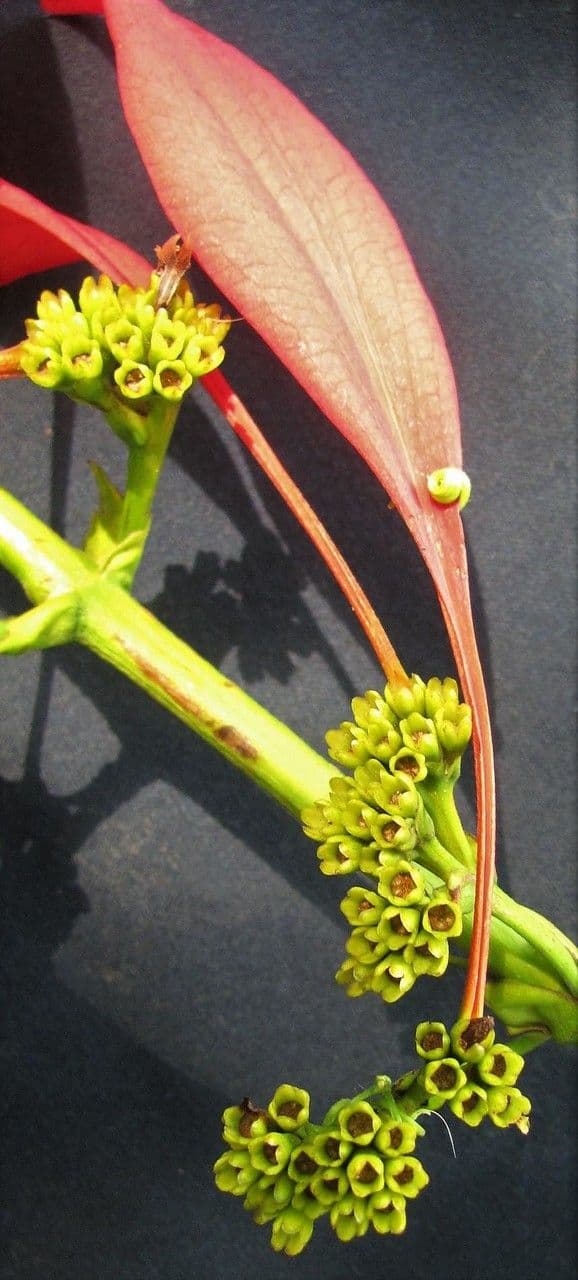 Warszewiczia coccinea