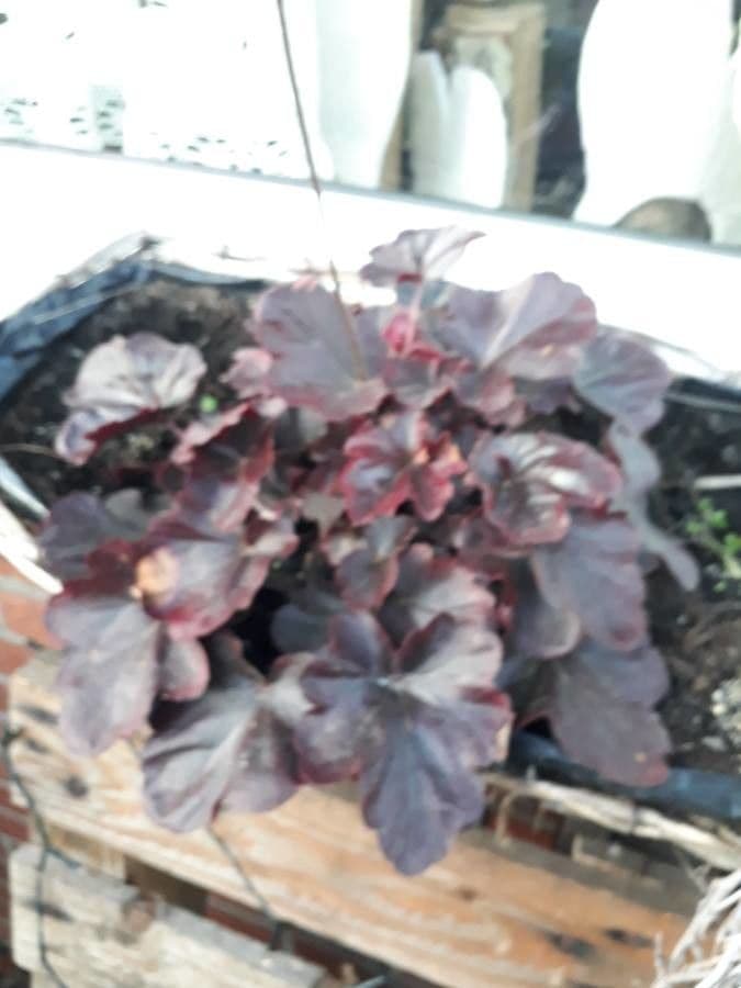 Heuchera 13