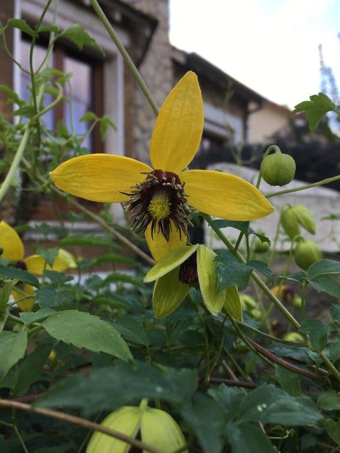 Clematis 10