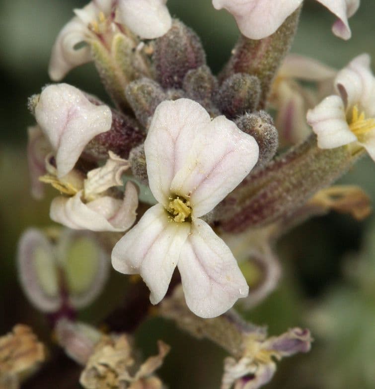 Dithyrea californica 9