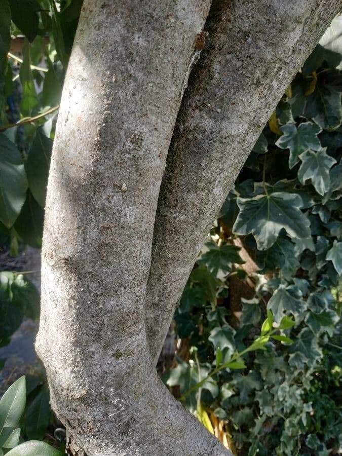 Pittosporum 3
