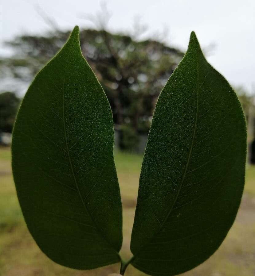Hymenaea courbaril 12
