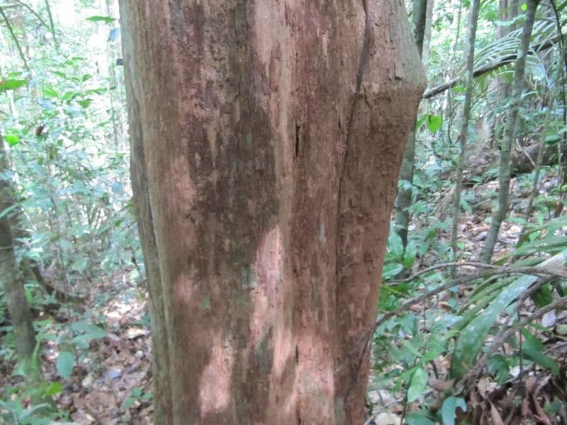 Pouteria guayanensis 12