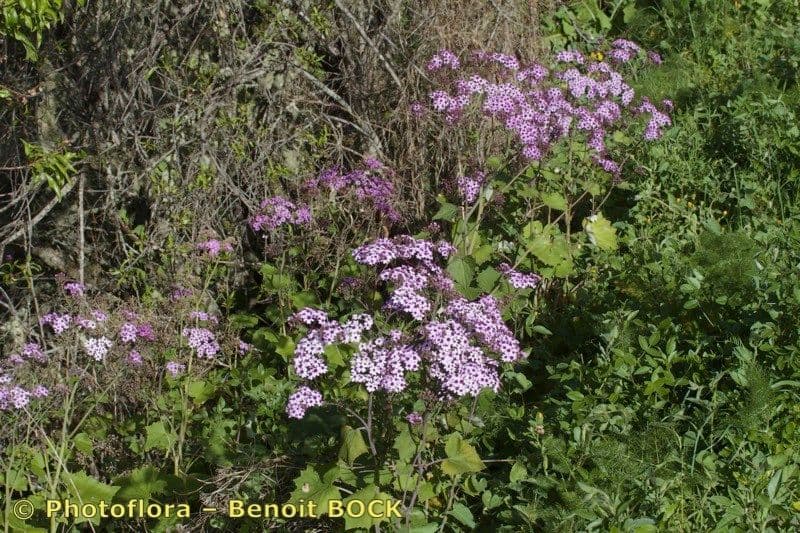 Pericallis 9