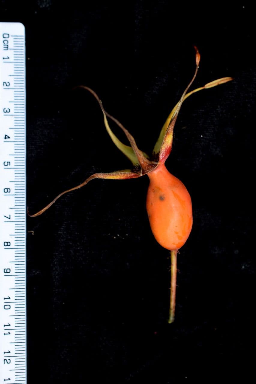 Großblättrige Rose