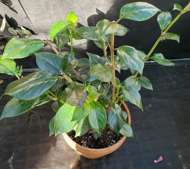 Nematanthus maculato 2