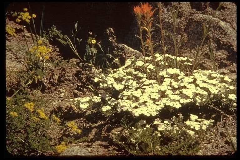 Floks rozpostarty 10