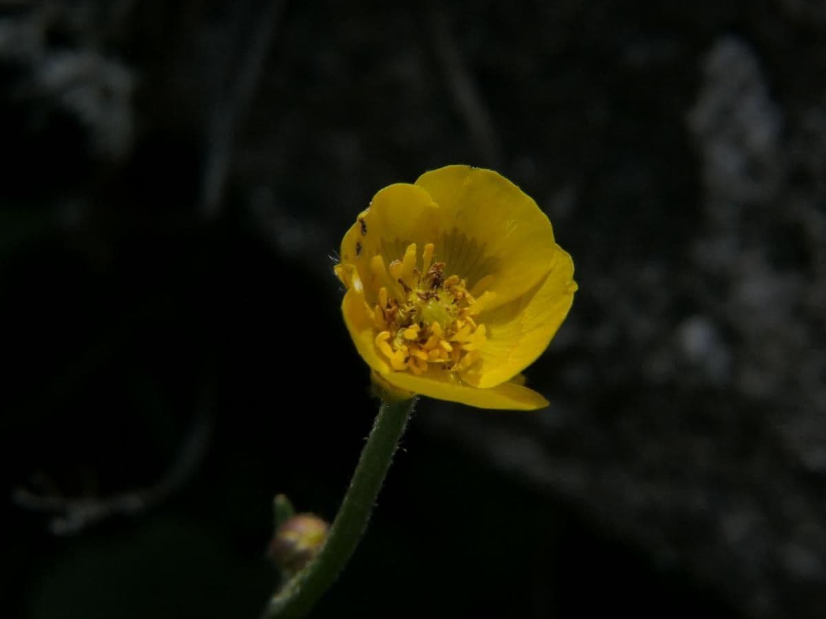 Ranuncolo 5