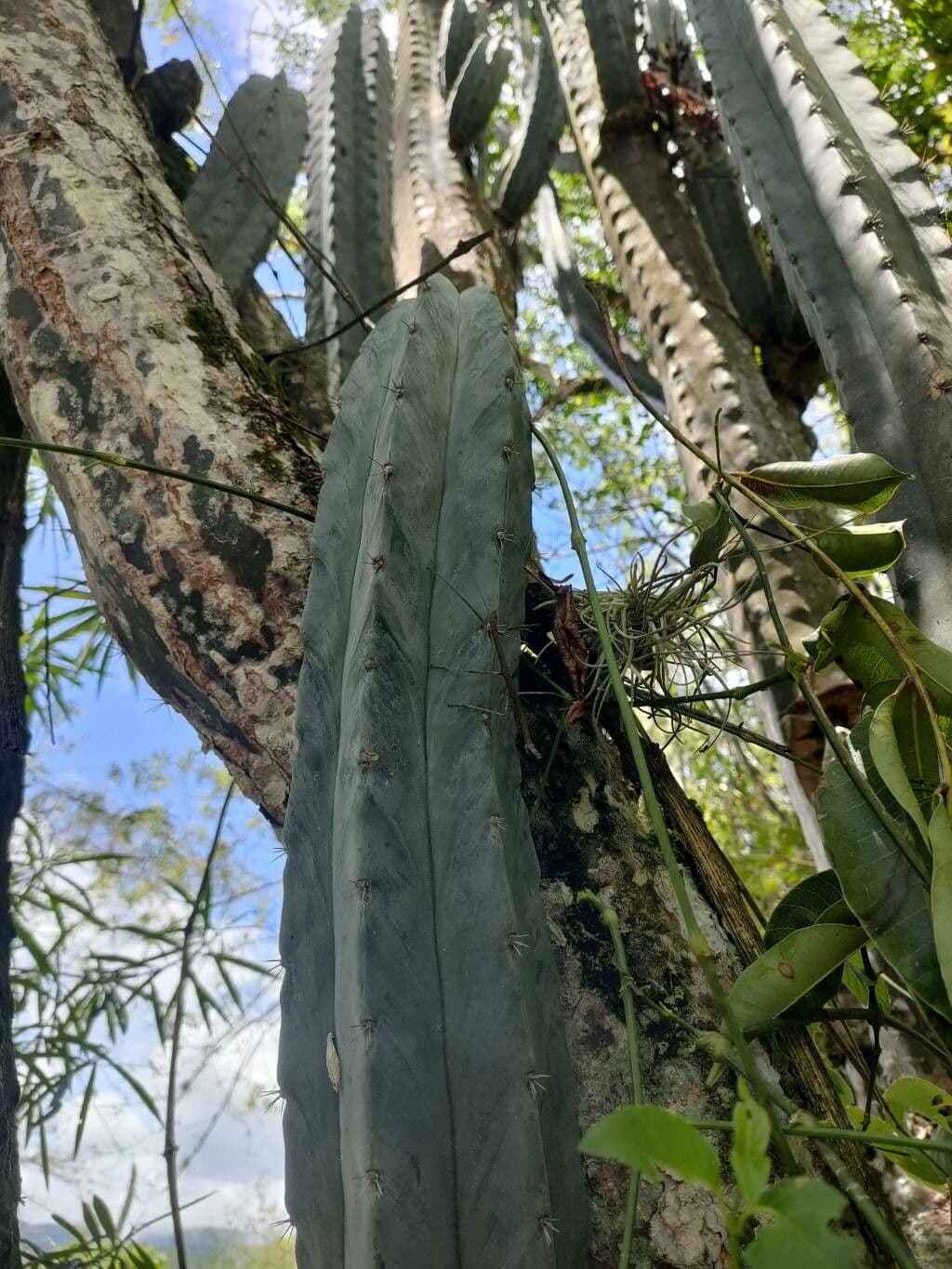 Cactus candelabro 6