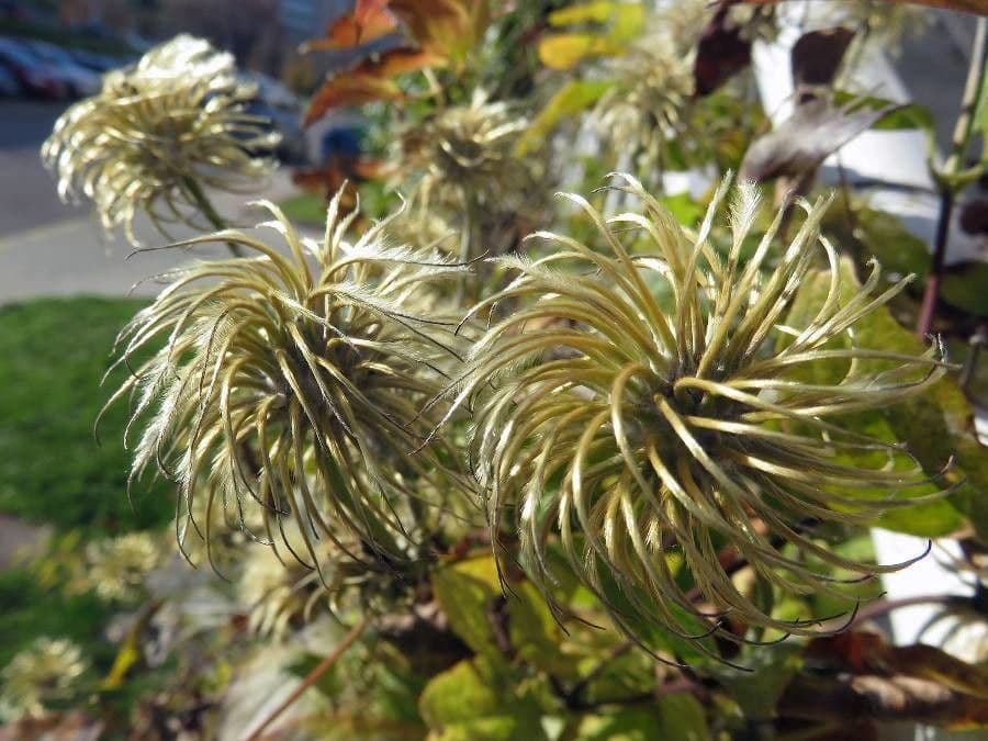 Clematis 4