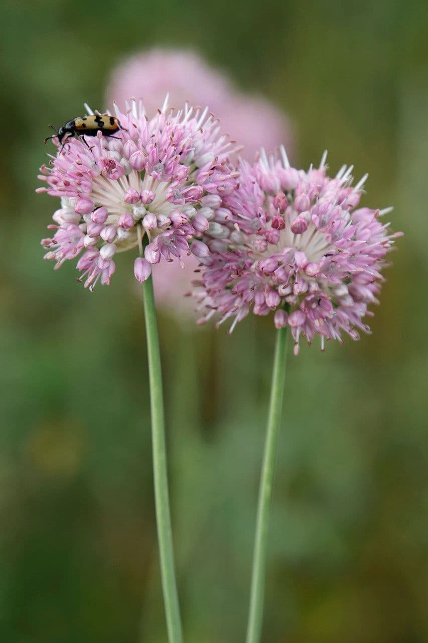 Aglio lineare