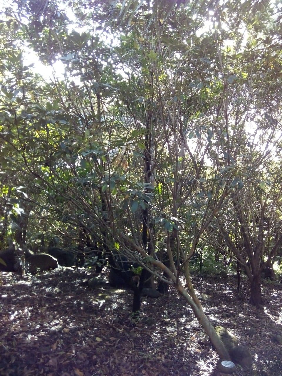 Cossinia pinnata 13