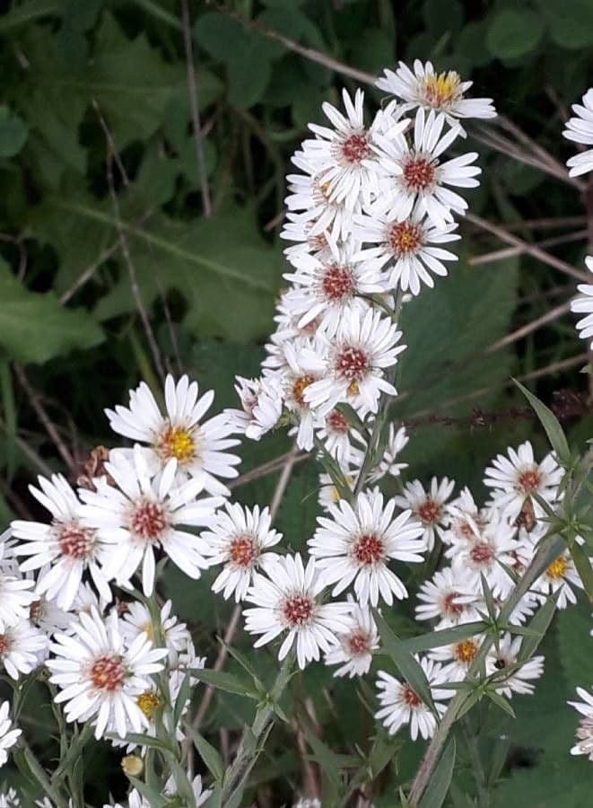 Aster solny 8