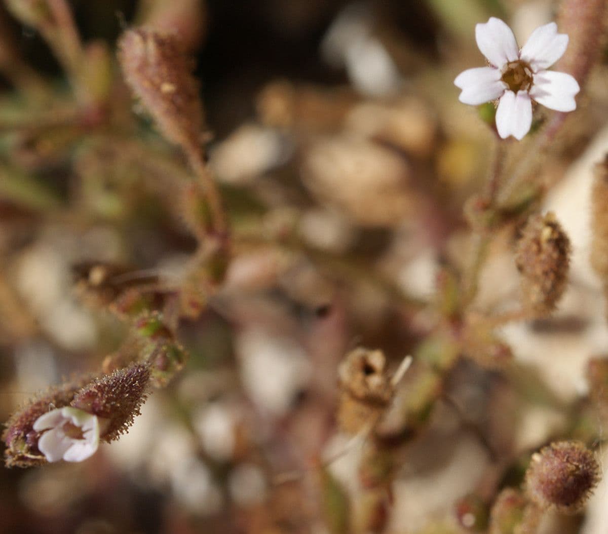 Silene sedoides 5