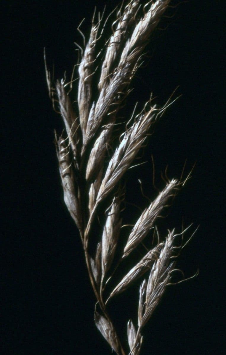 Brome lancéolé