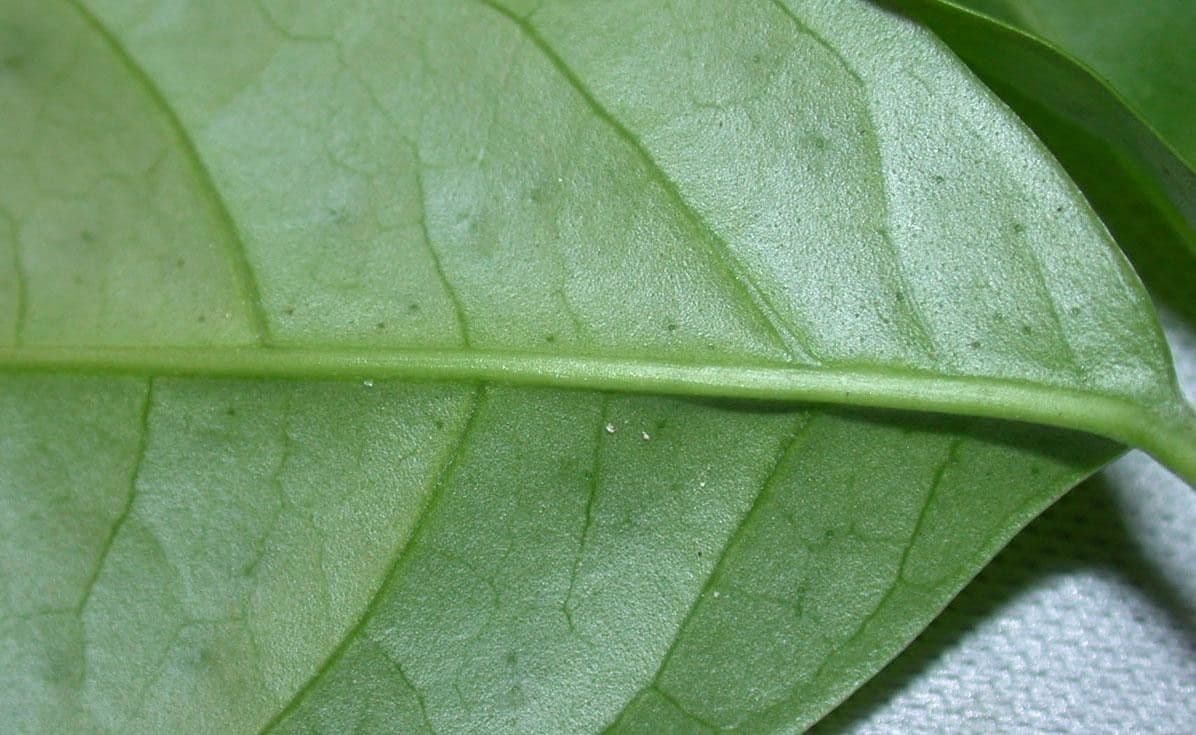 Anemopaegma 12