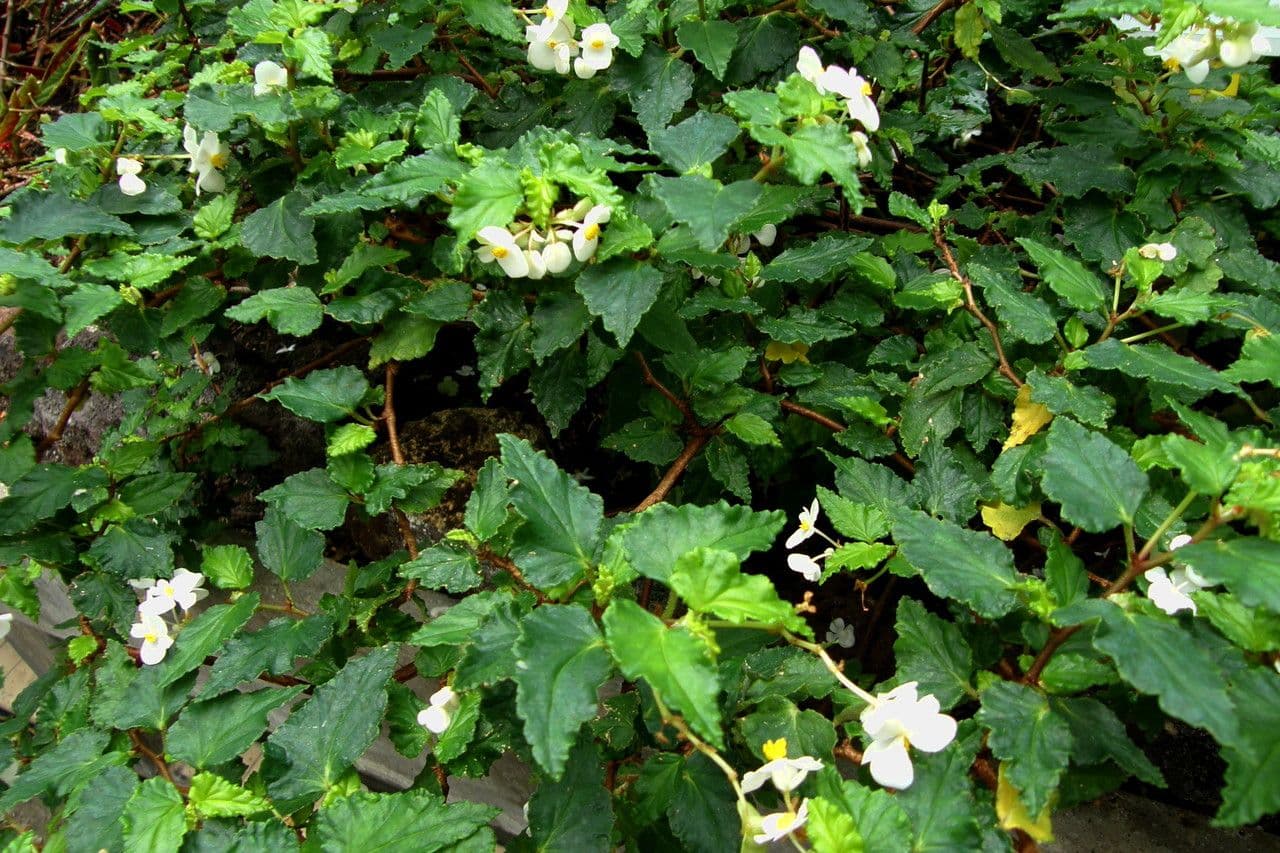 Begonia 8