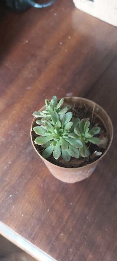 Aeonium sedifolium 9