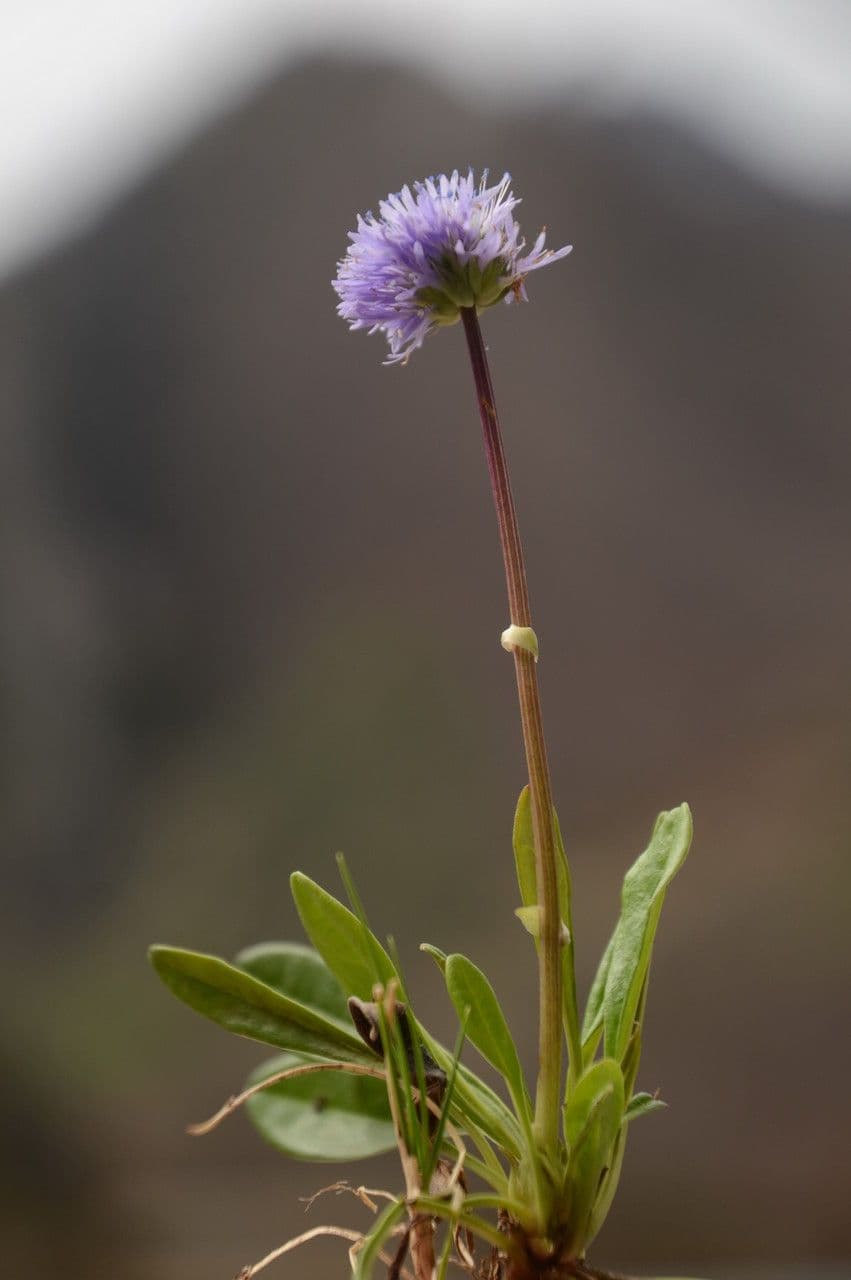 Vedovelle delle Rocce 14