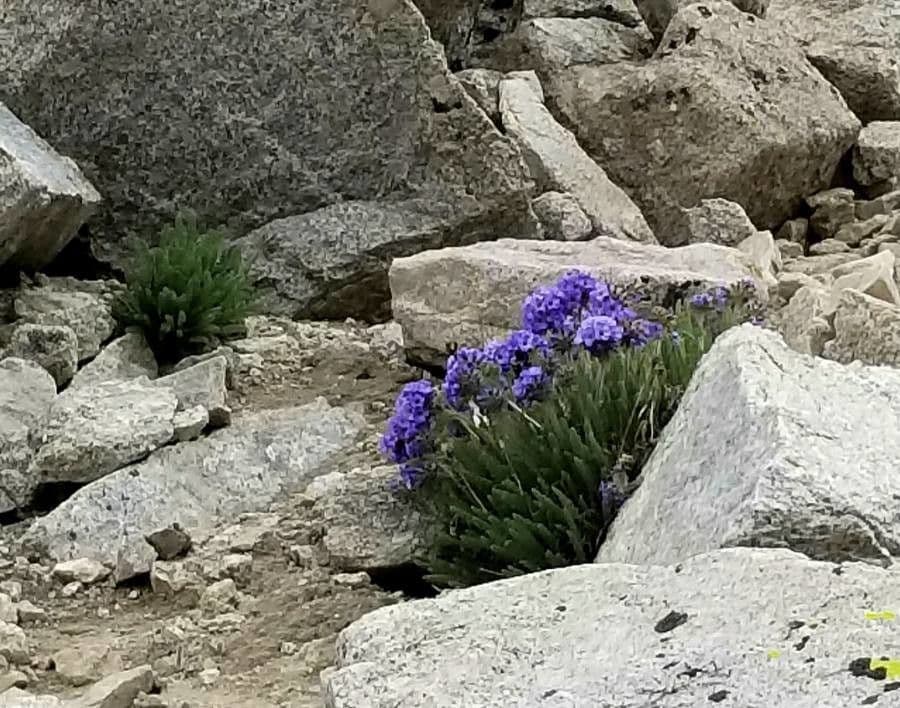 Polemonium 5