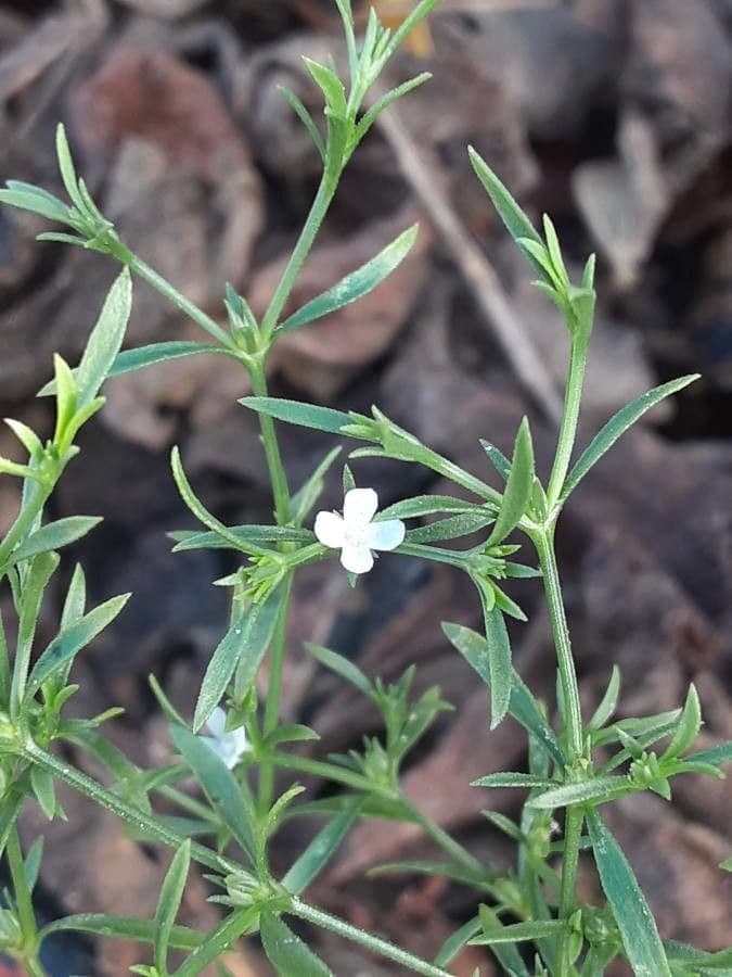 Polypremum procumbens 5