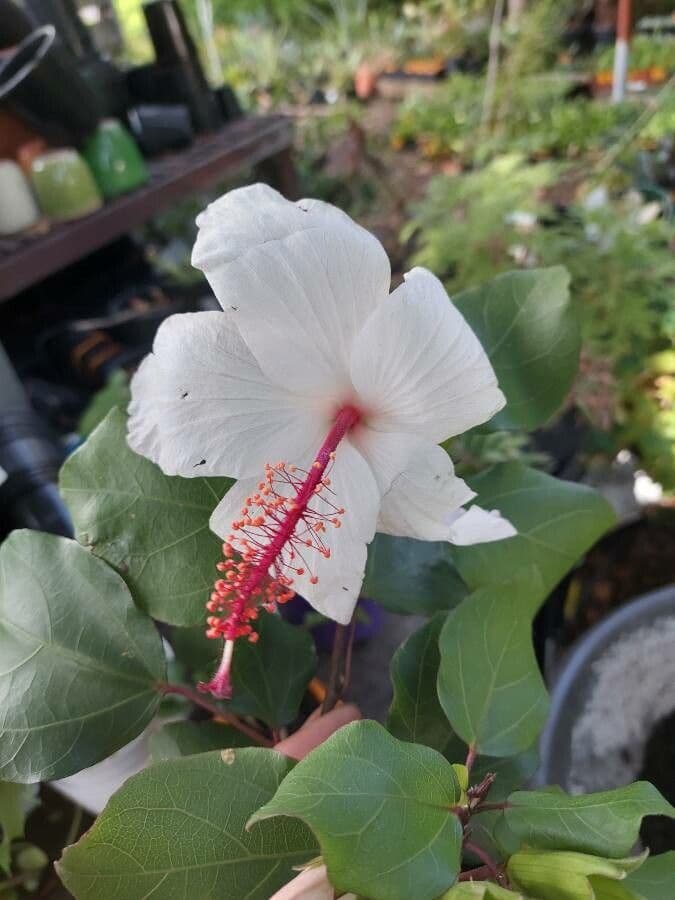 Hibisco di Waimea 2